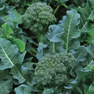 Wholesale Calabrese Green Sprouting Boccoli Bulk
