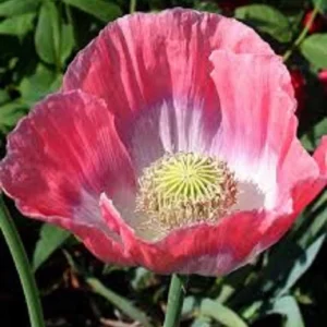 Wholesale Giant Poppy Papaver  Somniferum Bulk