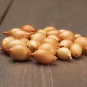 Turbo Onion Sets  pre order