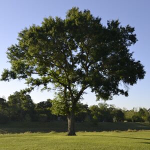 Products 41 Trees, Bush & Shrubs