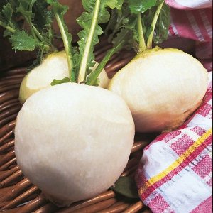 Turnip Snowball