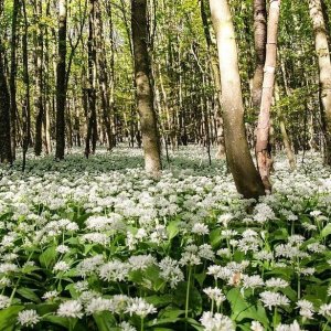 Wholesale Ramsons Wild Garlic Bulk