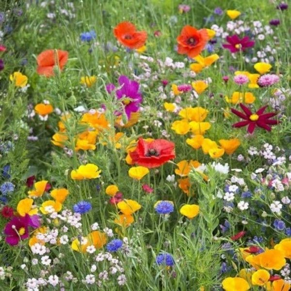 Free Wild Flower Seeds to Save the Bees