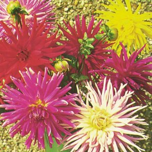 Dahlia Cactus Mixed