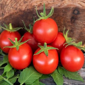 Tomato Bauna F1