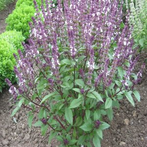 Wholesale Basil Cinnamon Bulk