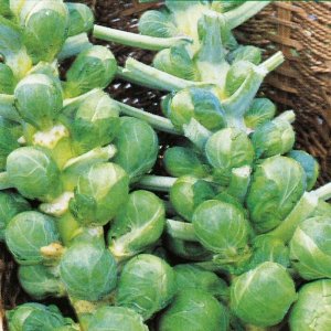Wholesale Brussel Sprout Darkmar Bulk