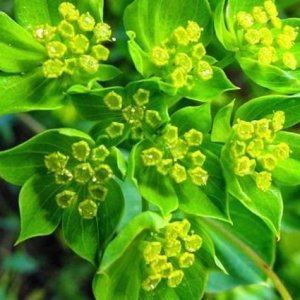 Wholesale Bupleurum Rotundifolium Griffithii Bulk