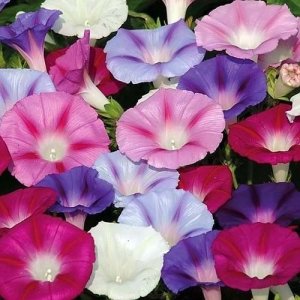 Wholesale Ipomoea Tricolor Mixed