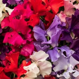 Wholesale Sweet Pea Spencer Extra Mixed