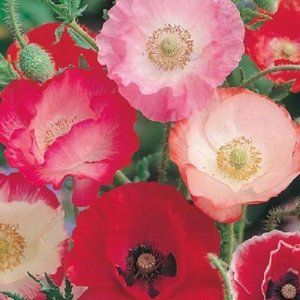 Wholesale Poppy Shirley Single Mixed Bulk