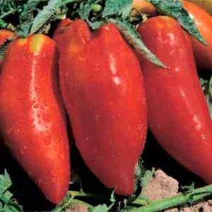 Tomato Piramide Pirimide