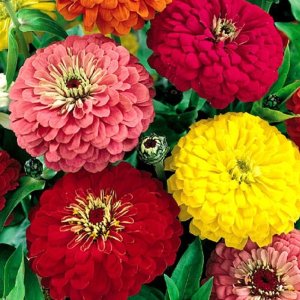Zinnia Dahlia Flowered Mix