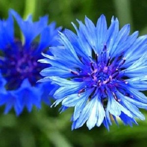 Wholesale Cornflower Blue Cornflower Centaurea Cyanus Bulk
