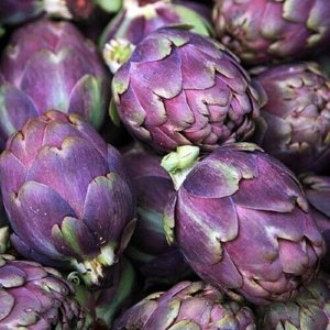 Wholesale Artichoke Violet De Provence Bulk