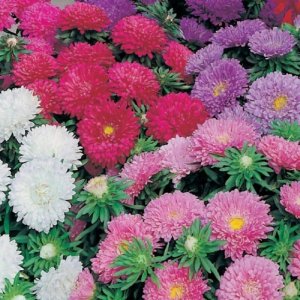 Wholesale Aster Colour Carpet Mixed Callistephus Chinensis Formula Mixture