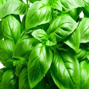 Wholesale Basil Large Leaf Sweet Pot Bulk