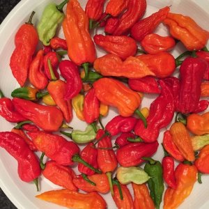 Wholesale Chilli Pepper Bhut Jolokia Ghost Pepper Super Hot Chilli