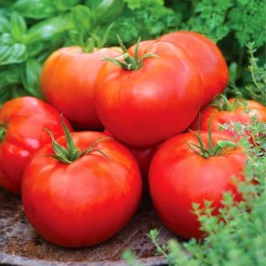 Tomato Big Daddy