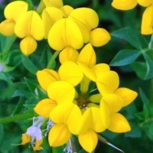 Wholesale Birdsfoot Trefoil Wild Flower