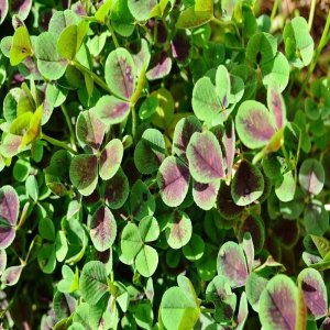 Autumn & Winter Green Manure Mix