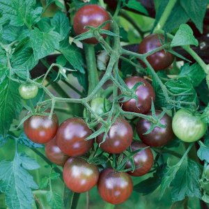 Tomato Black Cherry