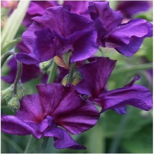 Wholesale Sweet Pea Spencer Blue Velvet Bulk Sweet Peas