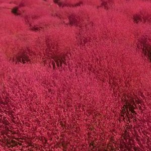 Wholesale Burning Bush Seeds Kochia Trichophylla