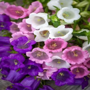 Wholesale Canterbury Bells Mixed Campanula Medium Single Mixed