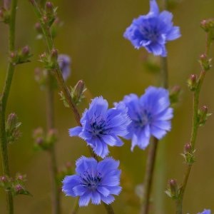 Wholesale Common Chicory Cichorium Intybus Herb