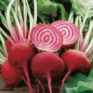 Wholesale Beetroot Chioggia