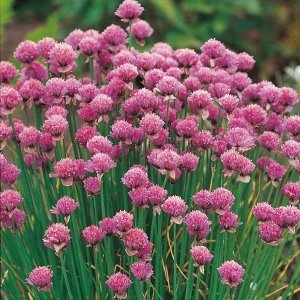 Wholesale Chives Herb 1Kg