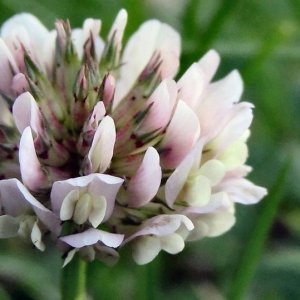 White Clover Green manure