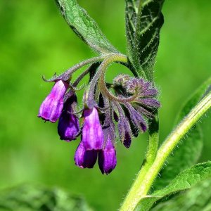 Wholesale Comfrey Seeds Bulk