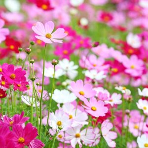 Wholesale Sachets Cosmos Bipinnatus Sensation Mixed Bulk Sachets