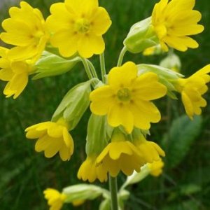 Wholesale Cowslip Wild Flower Bulk