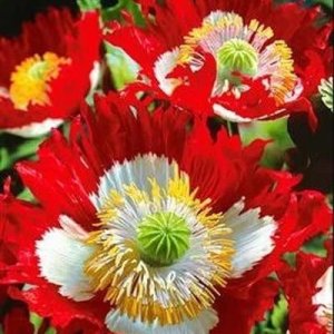 Wholesale Poppy Victoria Cross Danish Flag Poppy Bulk