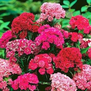 Wholesale Sweet William Double Dwarf Mix Dianthus Chinensis Bulk