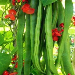 Wholesale Runner Bean Enorma Bulk