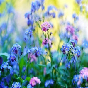 Wholesale Forget Me Not Mixed Myosotis Alpestris Mixed
