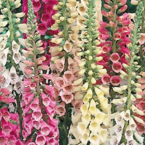Wholesale Foxglove Excelsior Mixed Digitalis Purpurea