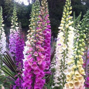 Wholesale Foxglove Gloxiniaeflora Mixed Pastel Colours Bulk