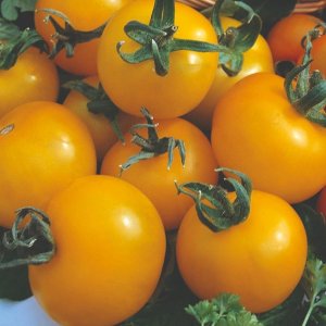 Tomato Golden Sunrise