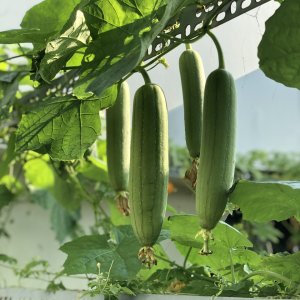 Wholesale Gourd Luffa Sponge Bulk