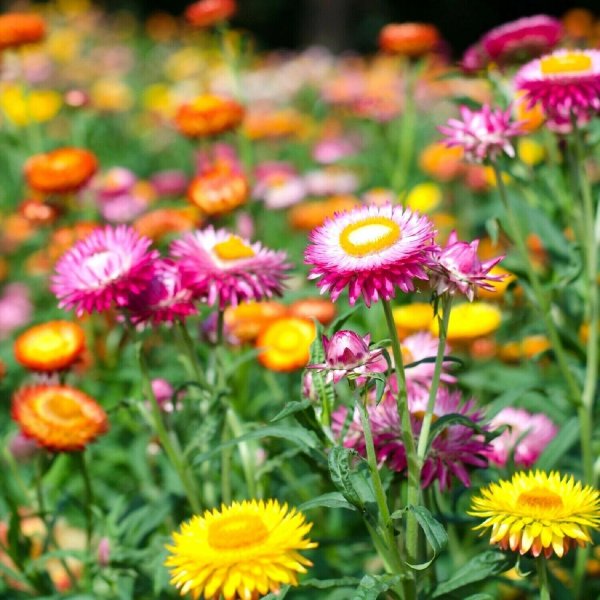 Helichrysum Straw Flower Tom Thumb
