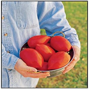 Tomato Big Mama F1