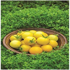 Tomato Honey Delight F1