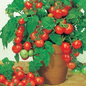 Wholesale Tomato Little Red Riding Hood Rotkappchen Bulk
