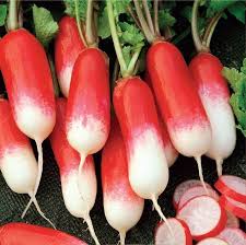 Wholesale Radish French Breakfast Bulk