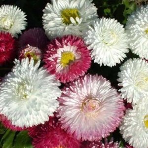 Wholesale Bellis Perennis Monstrosa Double Flowered Mix  English Daisy Bulk